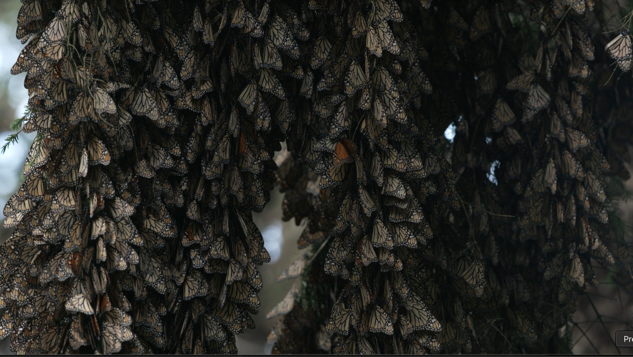 Monarch butterflies 