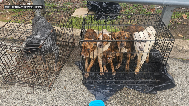 Dogs found abandoned in Cheltenham Township, Montgomery County 