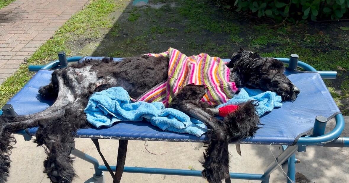 South Florida rescue offers ,000 reward after severely abused dog brought in South Florida rescue offers ,000 reward after severely abused dog brought in