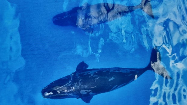 whales-flipped.jpg 