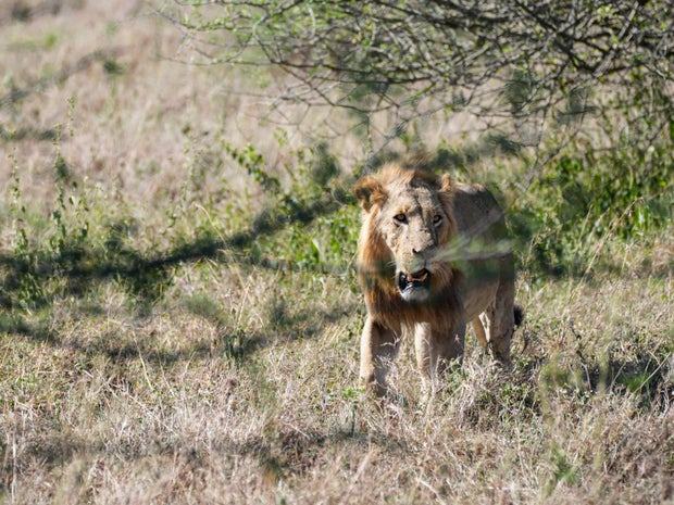 KENYA-NAIROBI-NATIONAL PARK 
