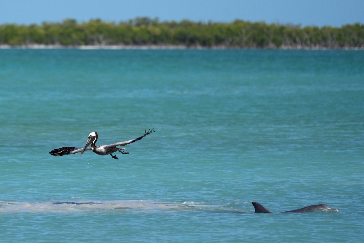 Everglades Restoration Efforts 