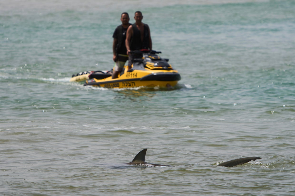 Israel shark attack