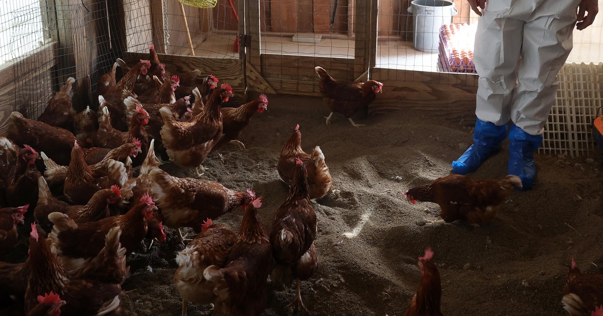 California offering  gift cards to encourage bird flu testing California offering  gift cards to encourage bird flu testing