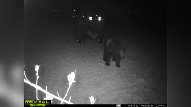 kdka-connellsville-bear.png 