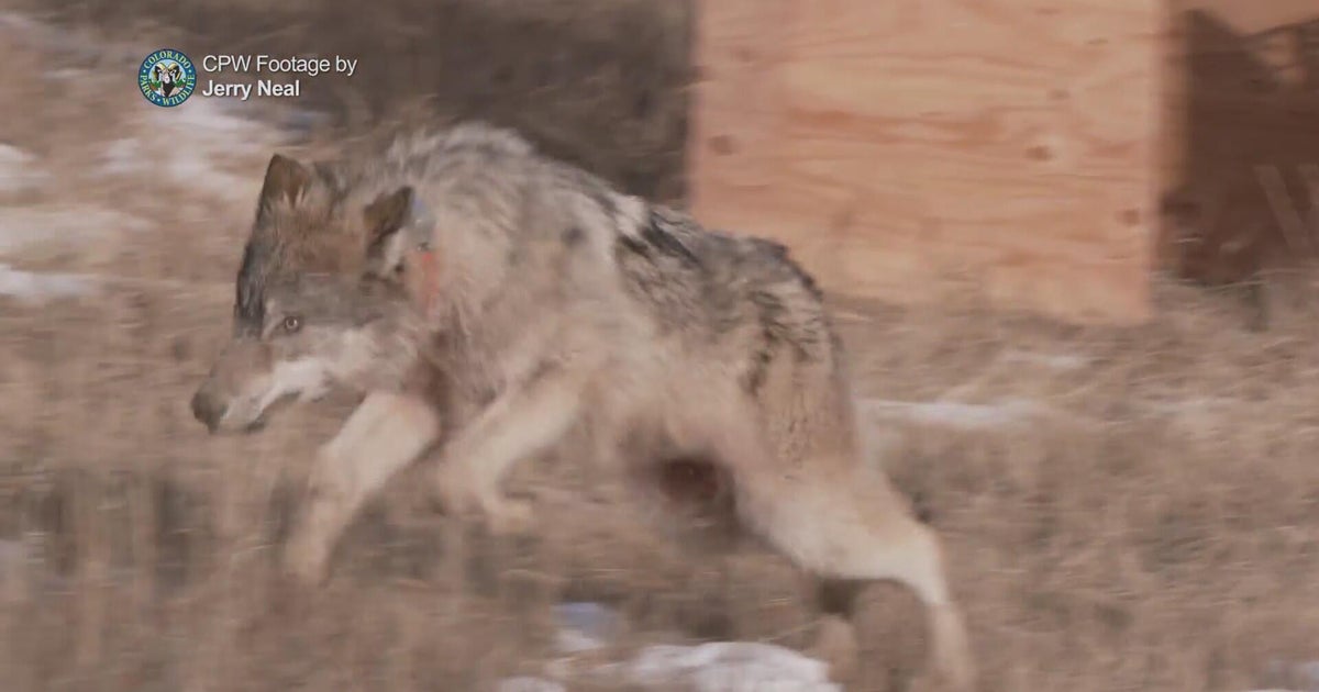 Investigation Underway for Death of Gray Wolf 2514-BC in Rocky Mountain National Park