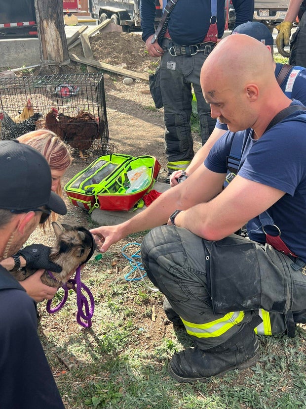 baby-goat-fire.jpg 