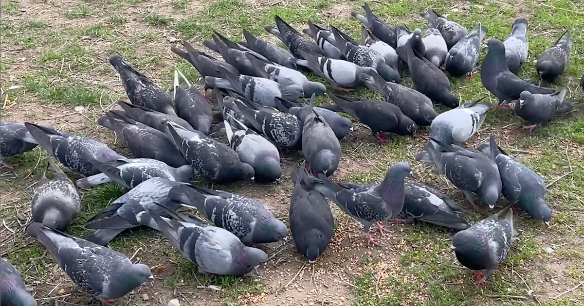 Bird lovers in Brooklyn concerned about poaching as pigeons go missing