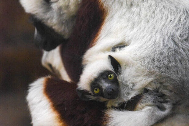 Lemur Baby at the Maryland Zoo 