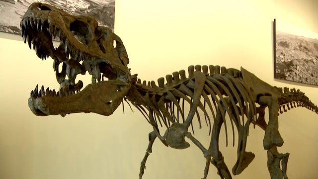 10p-pkg-fmn-fossil-museum-wcco7oo9.jpg 