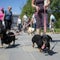 Pause for paws: Hundreds of dachshunds chase record in Hungary