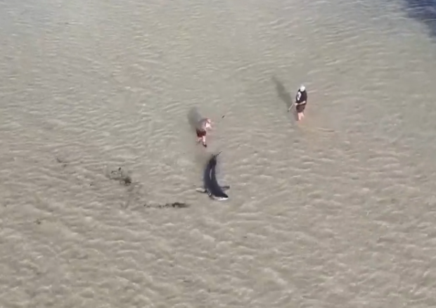 Great white shark stranded in shallow waters in Australia rescued by the locals, with an assistance of an 11 -year -old boy 1 Thark-SCreenshot-2025-05-01-070604.png