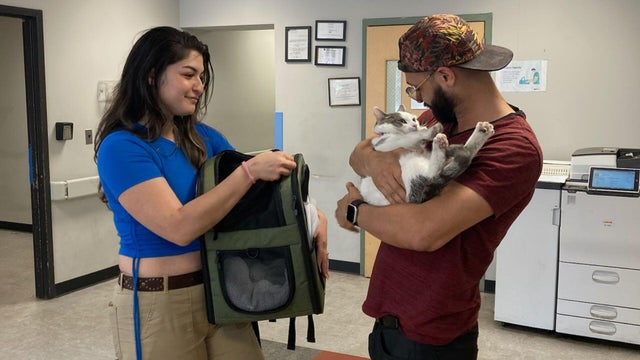 A photo of Artemis, a gray and white cat, wearing a green shirt 