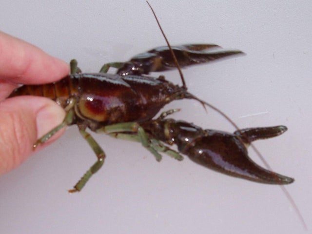 rusty-crayfish.jpg 