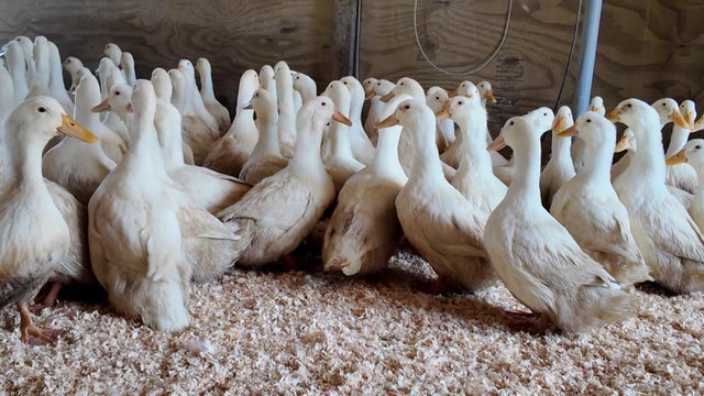 mclogan-5p-pkg-avian-fl-wcbsdrx7-hi-res-still-00-00-5318.jpg 