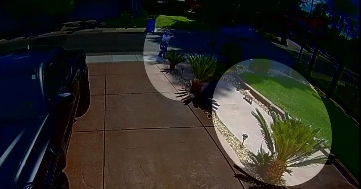 Sacramento woman dog dies after mail carrier throws rock at it