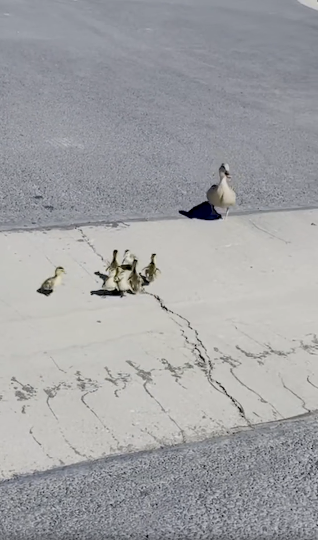 storm-drain-ducklings.png