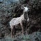 Nature: Rocky Mountain Big Horn Sheep