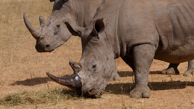 South Africa Radioactive Rhino Horns 
