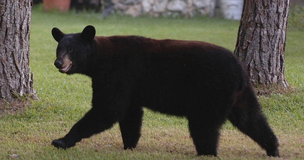 Florida man, dog killed in suspected black bear attack in Collier County, officials say