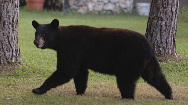 Black Bear 