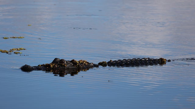 Alligator At Sunset 