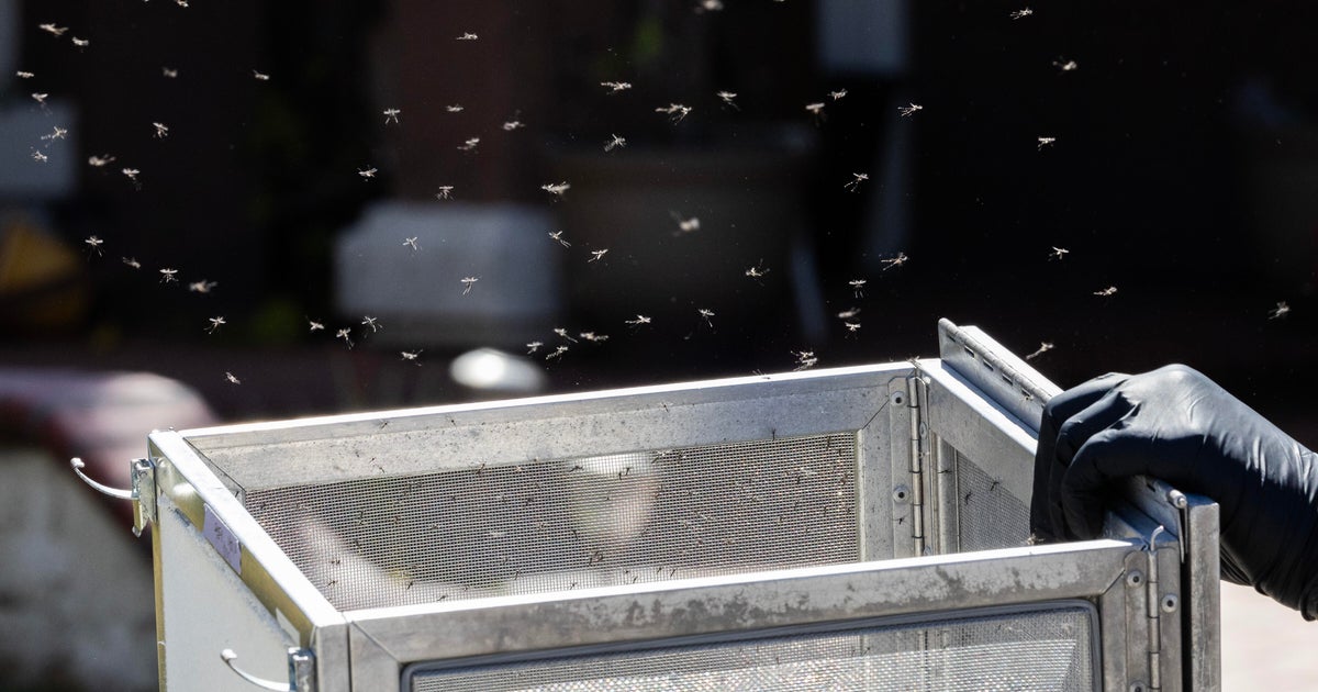 Sterilized mosquitos helping with notable drop in Southern California nuisance