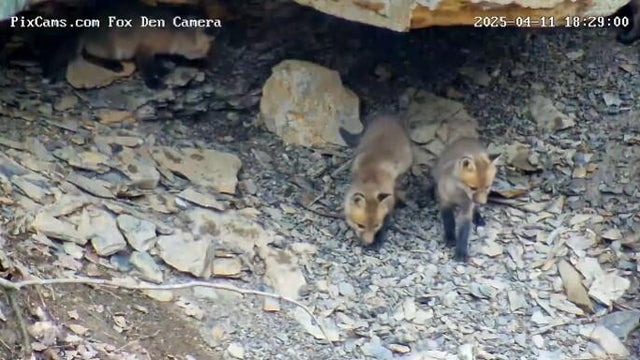 kdka red fox kits 