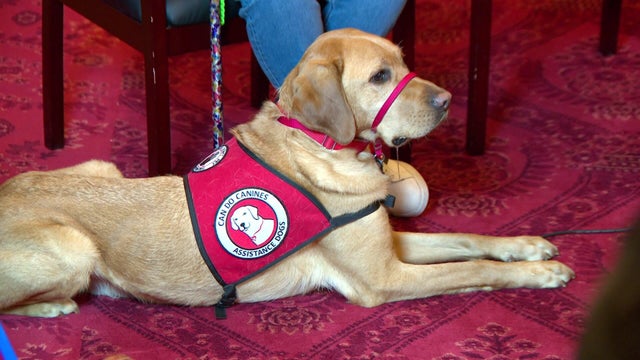 12p-vo-service-dog-training-wcco7qup.jpg 