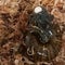 Rare New Zealand snail filmed laying egg from its neck
