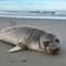 Suspect sought after baby seal stabbed multiple times in Oregon
