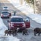Grizzly bear killed by vehicle after famous mother met same fate