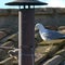 Baby seagull lands on roof of Sistine Chapel, stealing the show before pope was announced