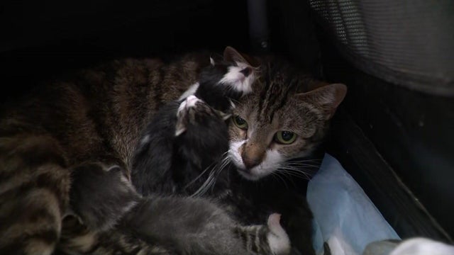 li-cats-rescued-hi-res-still-12-35-02-04.jpg 