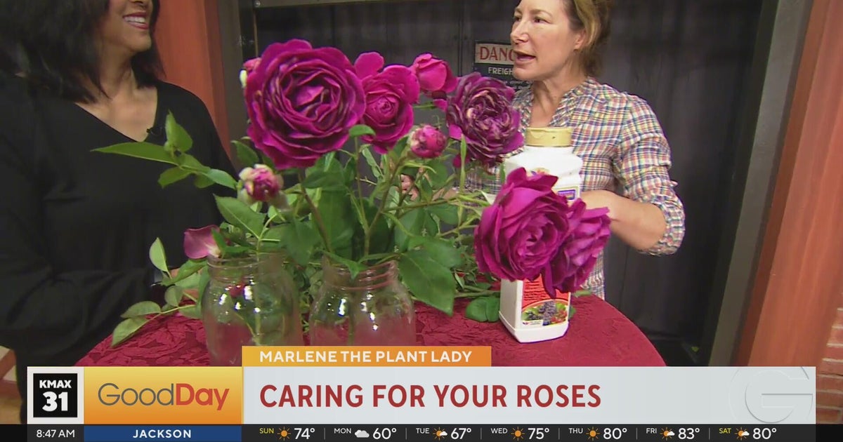 The Plant Lady - Caring For Your Roses! - Good Day Sacramento