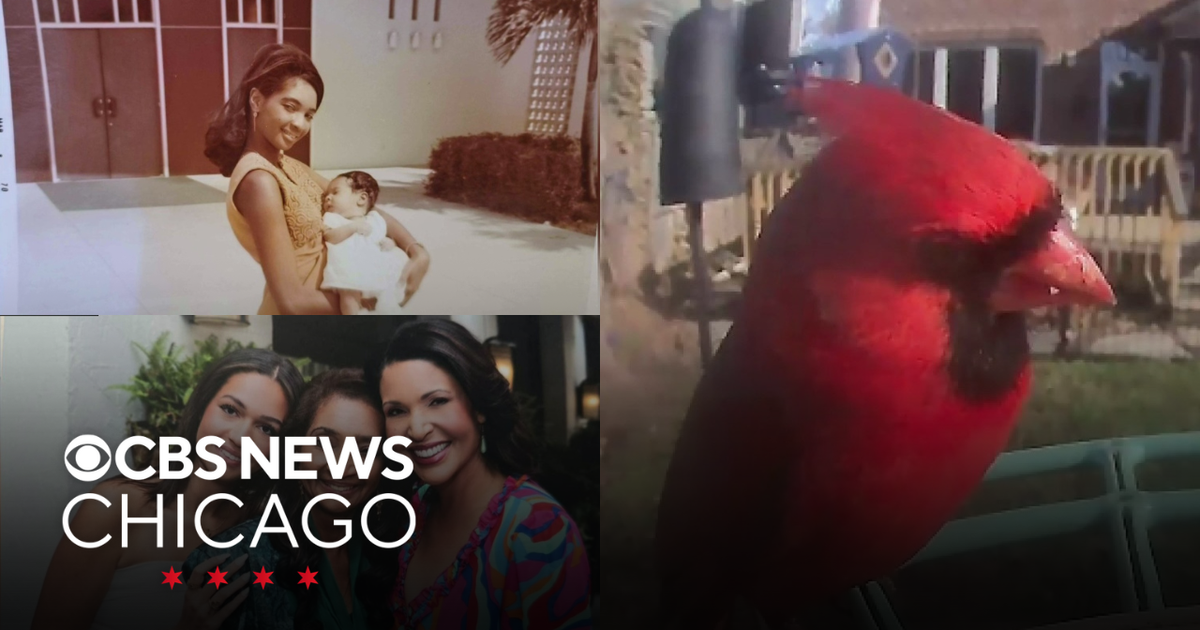 Happy Mother’s Day, cardinal caught on camera | What Caught My Eye ...