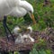 Nature: Nesting birds in Florida