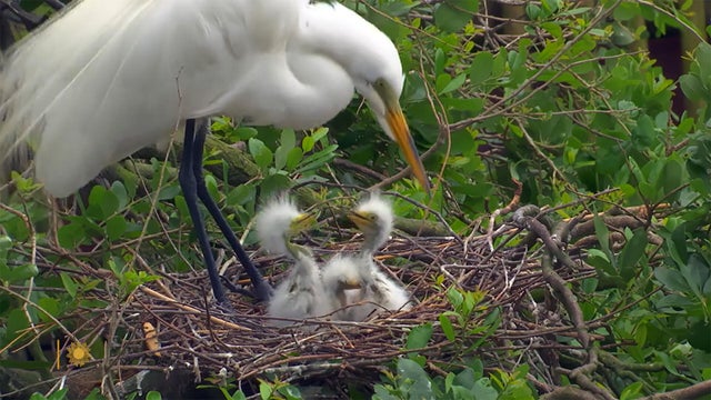 nature-nesting-birds-1920.jpg 