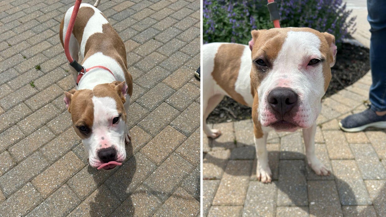 Harford County residents heartbroken after pit bull left abandoned on ...
