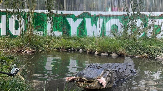 colorado-gator-passes-2-morris-in-earlier-colorado-gator-farm-fb-pic.jpg 