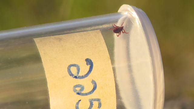 ticks.png 