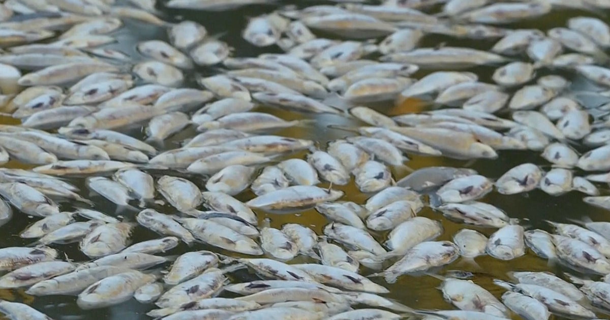 Toxic algae killing sharks, rays, crabs: "Like a horror movie for fish"