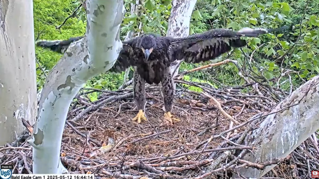 claire-us-steel-bald-eagle-nest.png 