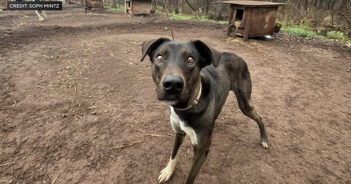 Wildfires force woman and nearly 30 pets to evacuate home