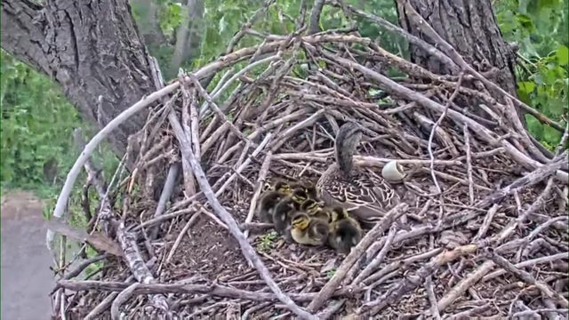inx-dnr-eagle-cam-chicks-051525.jpg 