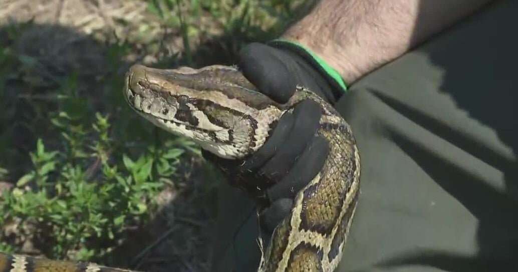 Registration opens for 2025 Florida Python Challenge Registration opens for 2025 Florida Python Challenge