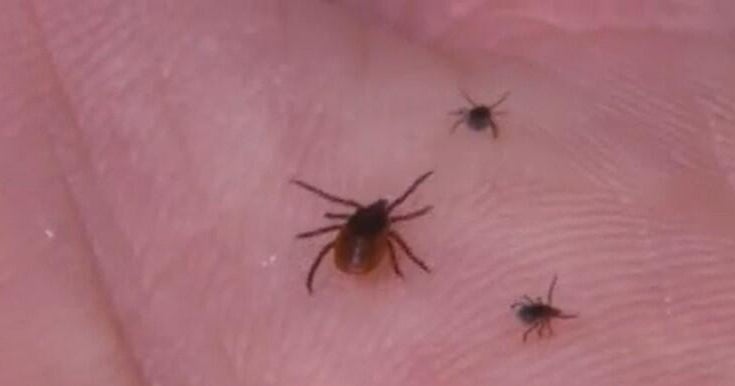 Maryland veterinarians explain how tick season can be harmful for people and pets