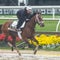 Meet the horses running in the Preakness Stakes