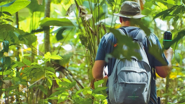 Can digital twin technology help conserve the rainforest?