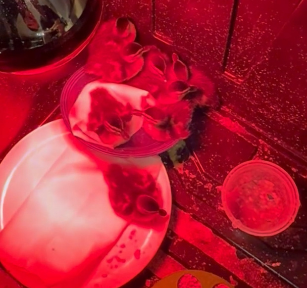 firefighters-adopt-ducklings-1-still-from-poudre-fire-authority-video.png 